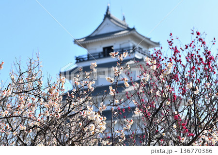 島原城天守閣と梅の花 島原城天守閣と梅の花 136770386