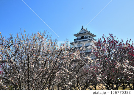 島原城天守閣と梅の花 136770388