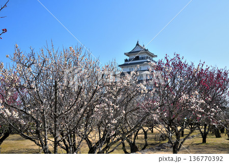 島原城天守閣と梅の花 136770392