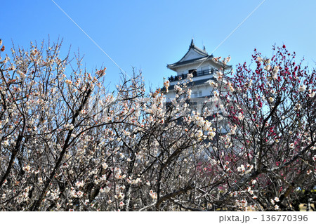 島原城天守閣と梅の花 島原城天守閣と梅の花 136770396