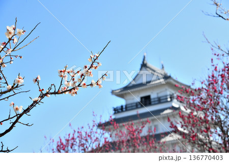 島原城天守閣と梅の花 島原城天守閣と梅の花 136770403