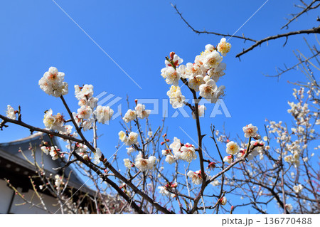 梅の花 136770488