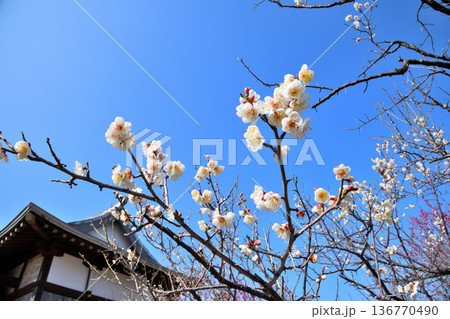 梅の花 梅の花 136770490