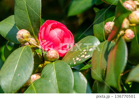 椿の葉の上で活動する小さな蜘蛛と咲き始めの花 椿の葉の上で活動する小さな蜘蛛と咲き始めの花 136770501