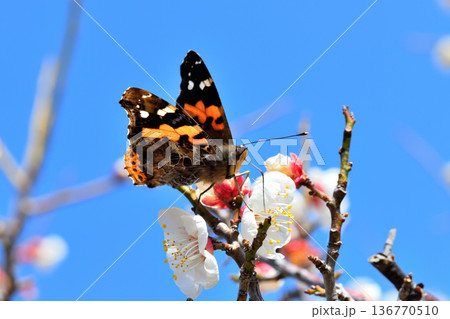 梅の花の蜜を吸うアカタテハ 136770510