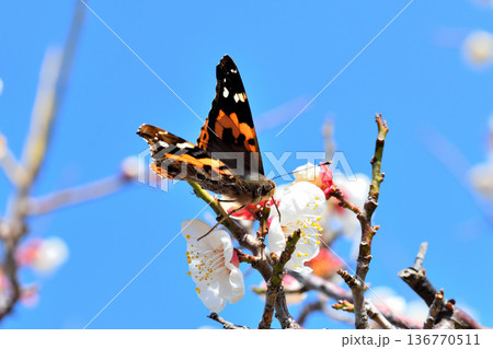 梅の花の蜜を吸うアカタテハ 136770511