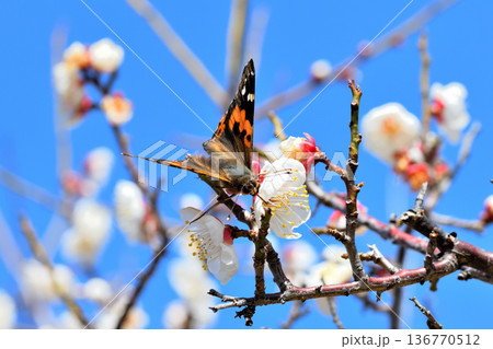 梅の花の蜜を吸うアカタテハ 梅の花の蜜を吸うアカタテハ 136770512