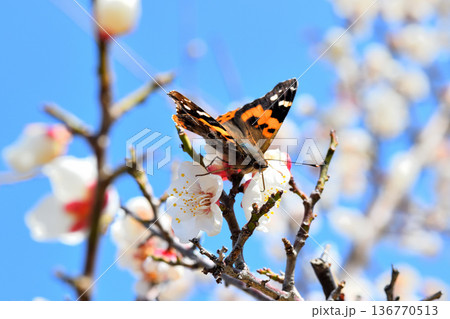 梅の花の蜜を吸うアカタテハ 136770513