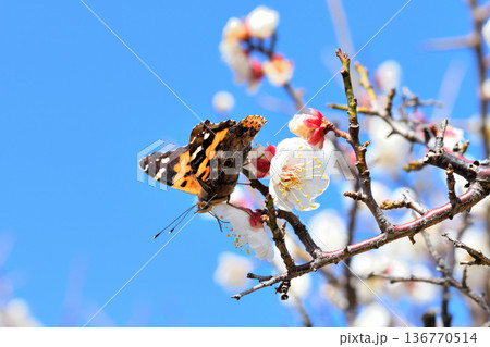 梅の花の蜜を吸うアカタテハ 136770514