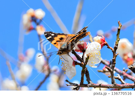 梅の花の蜜を吸うアカタテハ 梅の花の蜜を吸うアカタテハ 136770516