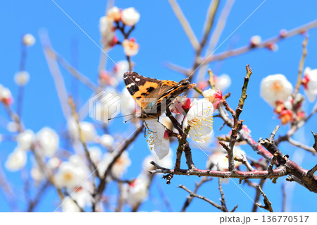 梅の花の蜜を吸うアカタテハ 梅の花の蜜を吸うアカタテハ 136770517