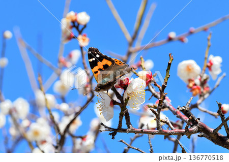 梅の花の蜜を吸うアカタテハ 136770518