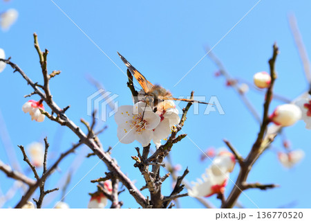 梅の花の蜜を吸うアカタテハ 梅の花の蜜を吸うアカタテハ 136770520