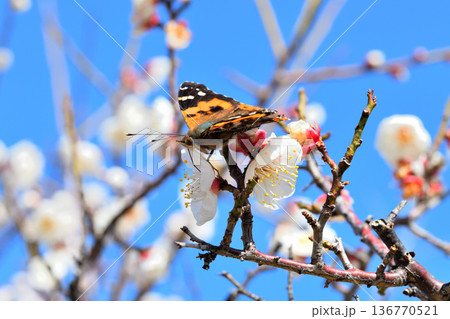 梅の花の蜜を吸うアカタテハ 136770521