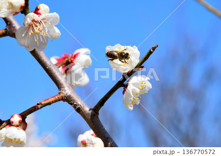 梅の花に集まるミツバチ 136770572