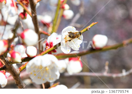 梅の花に集まるミツバチ 136770574