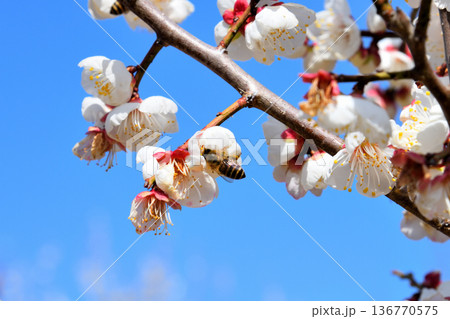 梅の花に集まるミツバチ 136770575