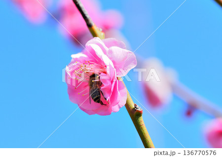 梅の花に集まるミツバチ 梅の花に集まるミツバチ 136770576