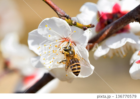 梅の花に集まるミツバチ 136770579