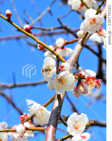梅の花に集まるミツバチ 梅の花に集まるミツバチ 136770581