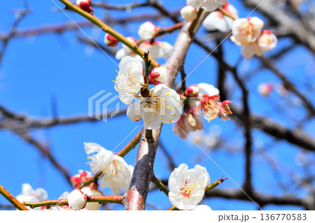 梅の花に集まるミツバチ 136770583