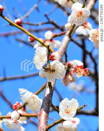 梅の花に集まるミツバチ 梅の花に集まるミツバチ 136770584