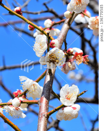 梅の花に集まるミツバチ 梅の花に集まるミツバチ 136770585