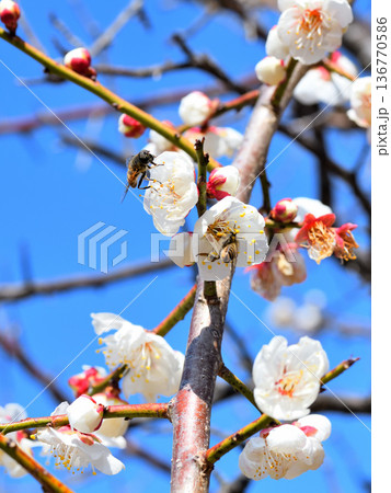 梅の花に集まるミツバチ 136770586