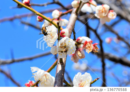 梅の花に集まるミツバチ 136770588