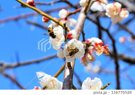 梅の花に集まるミツバチ 梅の花に集まるミツバチ 136770589
