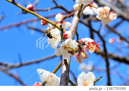 梅の花に集まるミツバチ 136770590