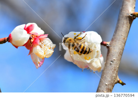 梅の花に集まるミツバチ 梅の花に集まるミツバチ 136770594