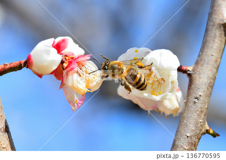 梅の花に集まるミツバチ 136770595