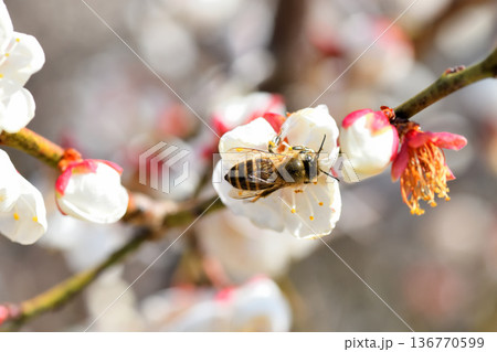 梅の花に集まるミツバチ 136770599