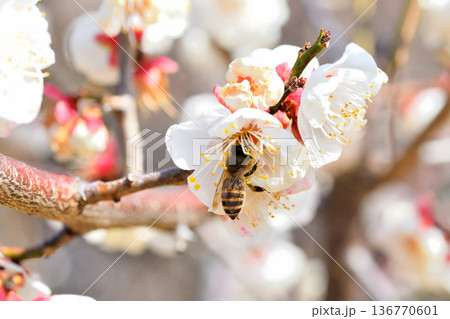 梅の花に集まるミツバチ 梅の花に集まるミツバチ 136770601