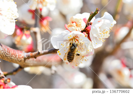 梅の花に集まるミツバチ 梅の花に集まるミツバチ 136770602