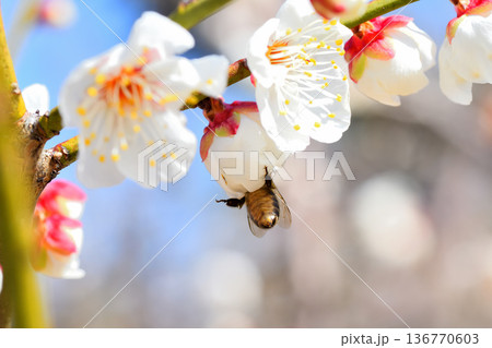 梅の花に集まるミツバチ 梅の花に集まるミツバチ 136770603