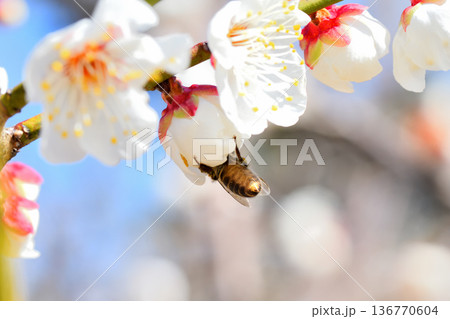 梅の花に集まるミツバチ 136770604