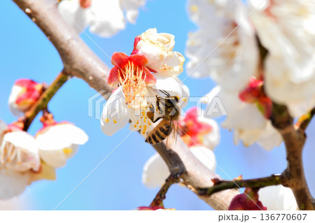 梅の花に集まるミツバチ 梅の花に集まるミツバチ 136770607