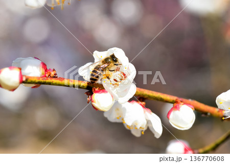 梅の花に集まるミツバチ 梅の花に集まるミツバチ 136770608