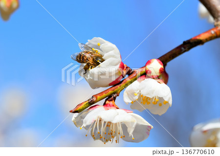 梅の花に集まるミツバチ 136770610