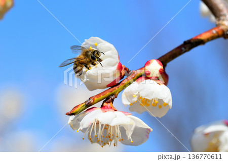 梅の花に集まるミツバチ 梅の花に集まるミツバチ 136770611