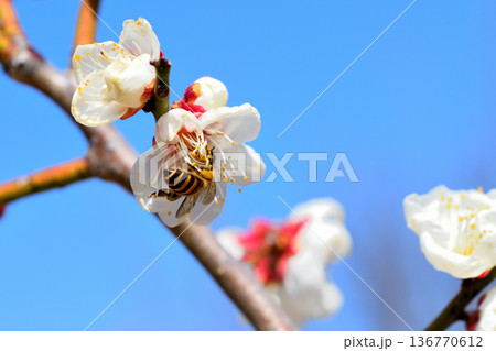 梅の花に集まるミツバチ 梅の花に集まるミツバチ 136770612