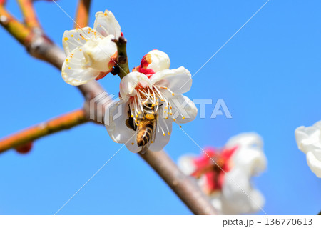 梅の花に集まるミツバチ 136770613