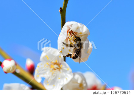 梅の花に集まるミツバチ 梅の花に集まるミツバチ 136770614