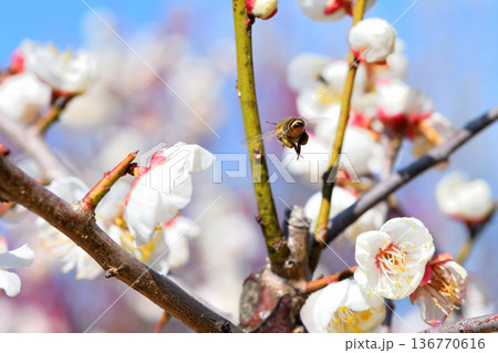 梅の花に集まるミツバチ 136770616