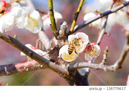 梅の花に集まるミツバチ 梅の花に集まるミツバチ 136770617