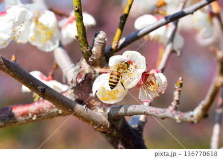 梅の花に集まるミツバチ 136770618