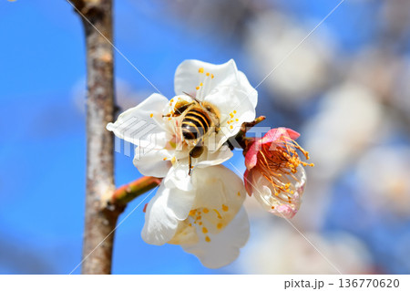 梅の花に集まるミツバチ 梅の花に集まるミツバチ 136770620