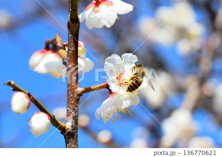 梅の花に集まるミツバチ 梅の花に集まるミツバチ 136770621